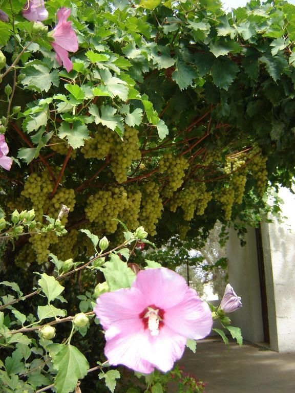 B&B Villa Lucia Mesagne Kültér fotó
